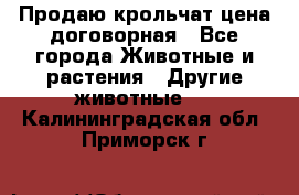 Продаю крольчат цена договорная - Все города Животные и растения » Другие животные   . Калининградская обл.,Приморск г.
